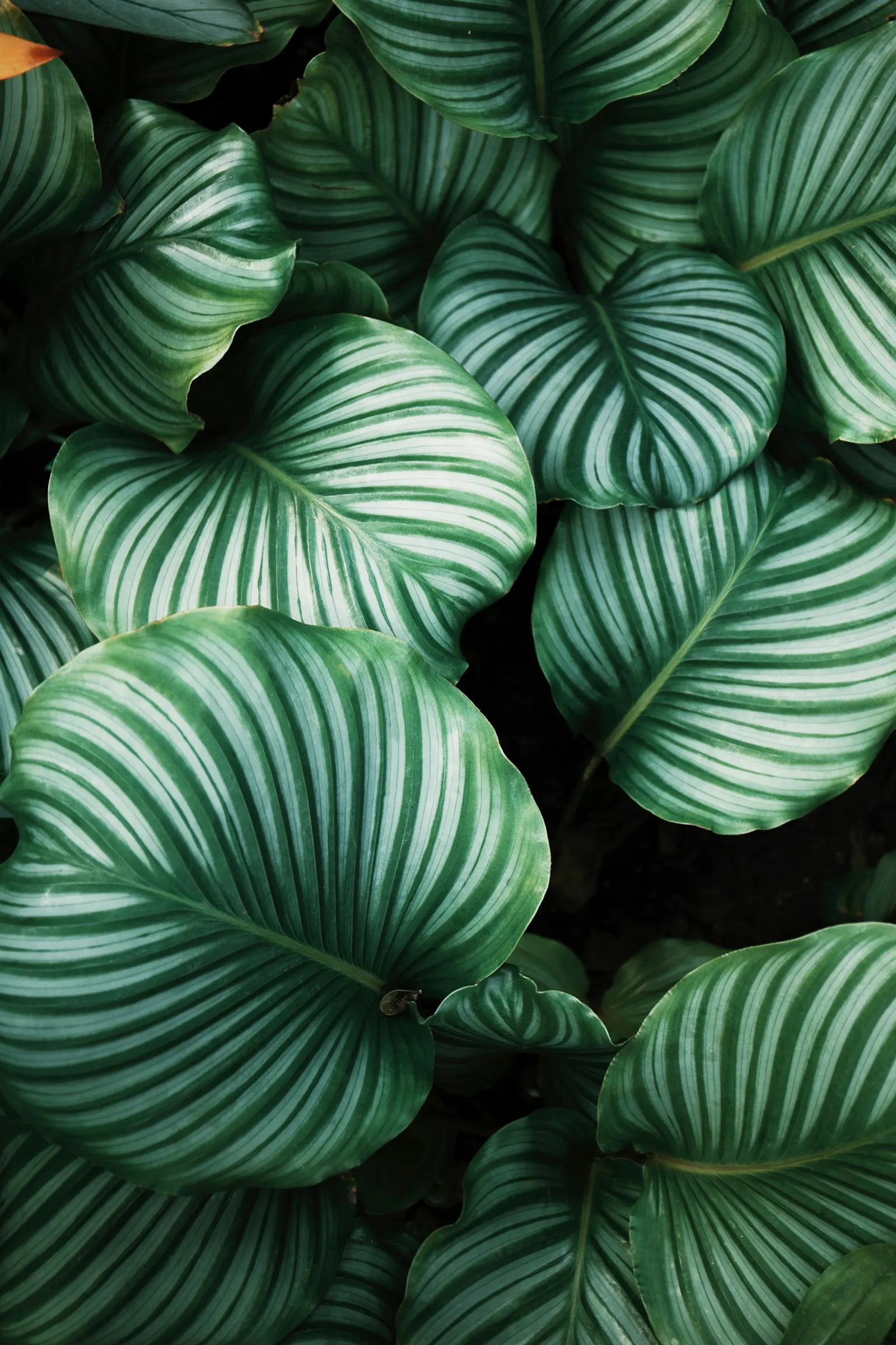 Botanical · 2×3